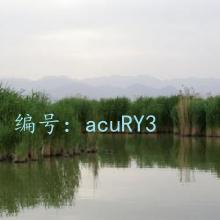 ⲿ